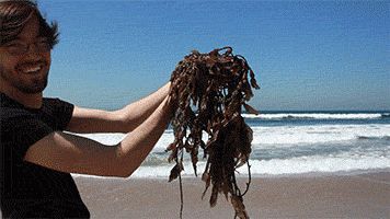 seaweed